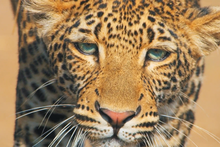 The Leopard Legacy: asset-mezzanine-16x9