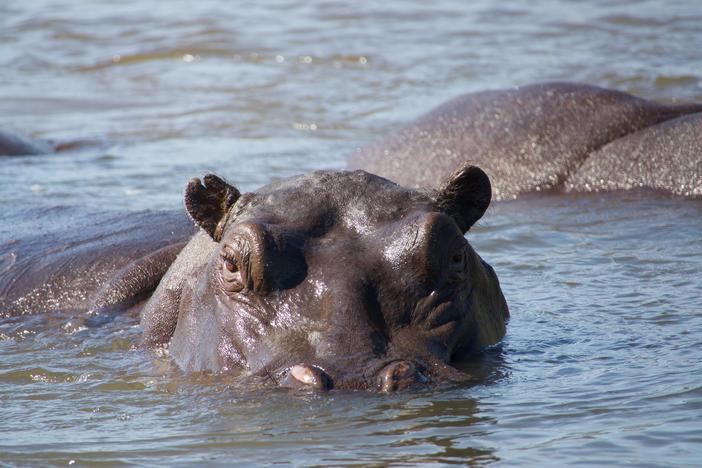 Hippos: Africa's River Giants: asset-mezzanine-16x9