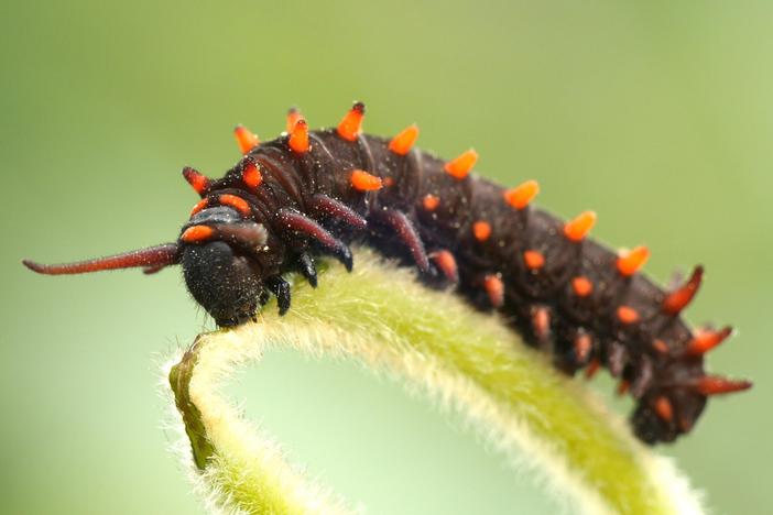 The Pipevine Caterpillar Thrives in a Toxic Love Triangle: asset-mezzanine-16x9