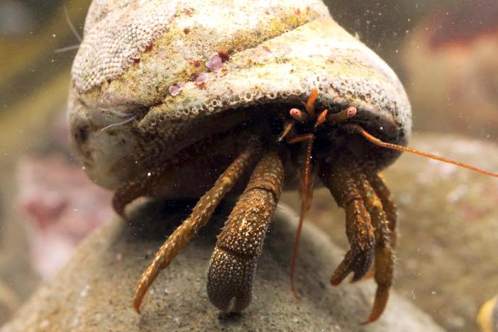 Watch These Hermit Crabs Shop for the Perfect Shell: asset-mezzanine-16x9