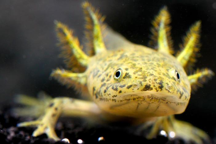 The Axolotl Salamander Doesn’t Wanna Grow Up: asset-mezzanine-16x9