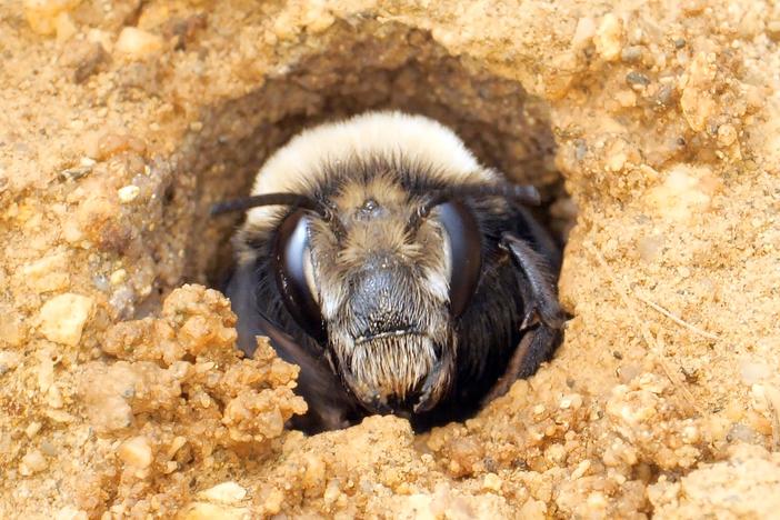 This Bee Builds Sandcastles at the Beach: asset-mezzanine-16x9