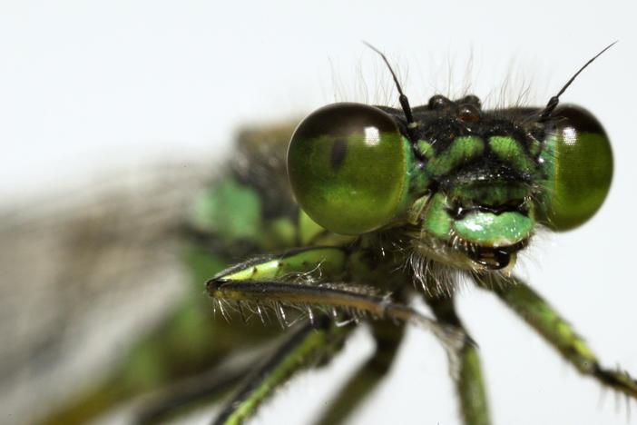 These Rare Damselflies Find Love With a Twist in Fog City: asset-mezzanine-16x9