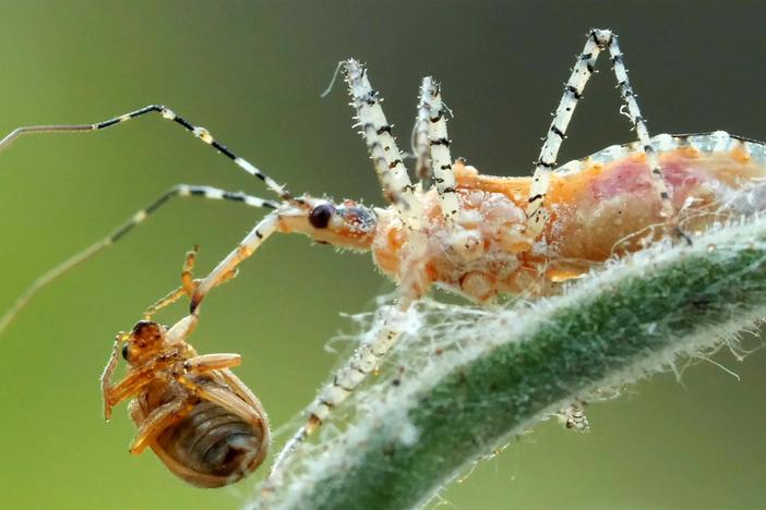 You Can’t Unsee the Assassin Bug’s Dirty Work: asset-mezzanine-16x9