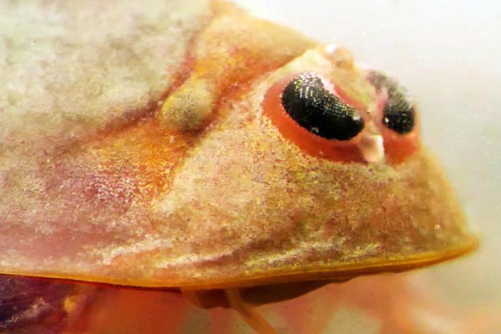 Tadpole Shrimp Are Coming For Your Rice: asset-mezzanine-16x9