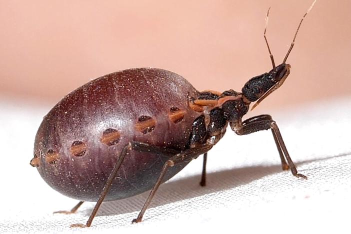 How a Kissing Bug Becomes a Balloon Full of Your Blood: asset-mezzanine-16x9