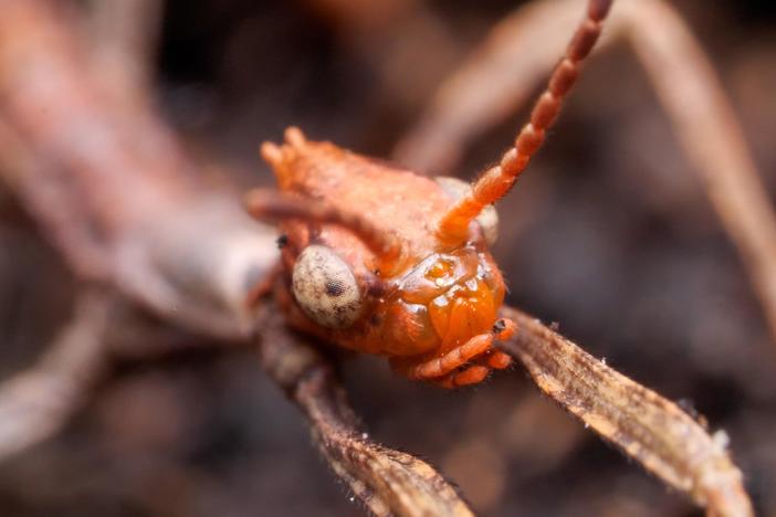 These Stick Insects Are Three Times Weirder Than You Think: asset-mezzanine-16x9