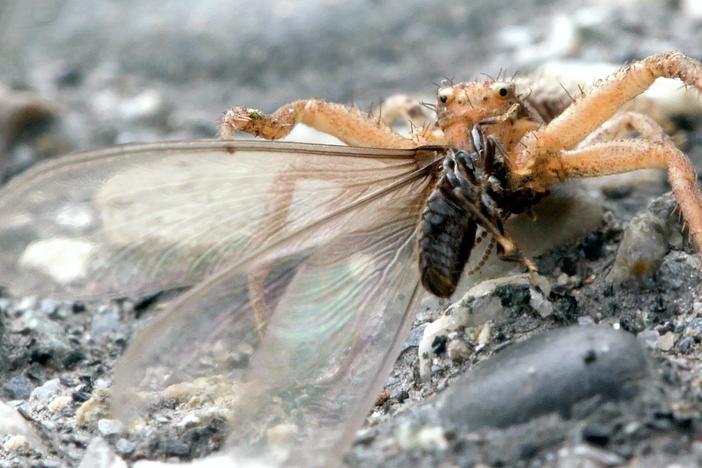 Flying Termites Take a Dangerous Journey to a New Life: asset-mezzanine-16x9