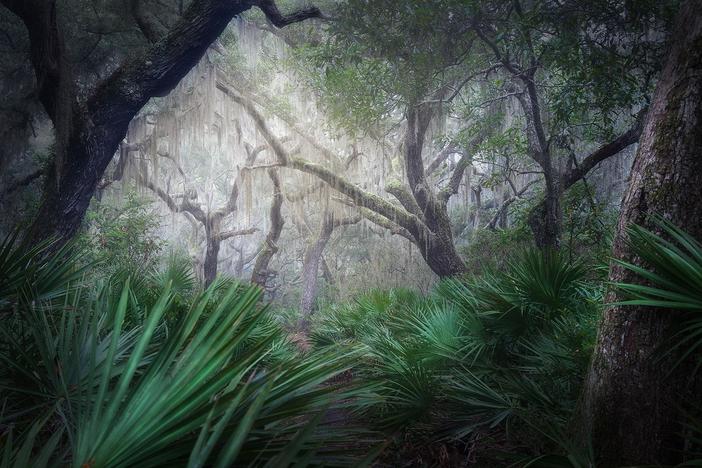 Cumberland Island: asset-mezzanine-16x9