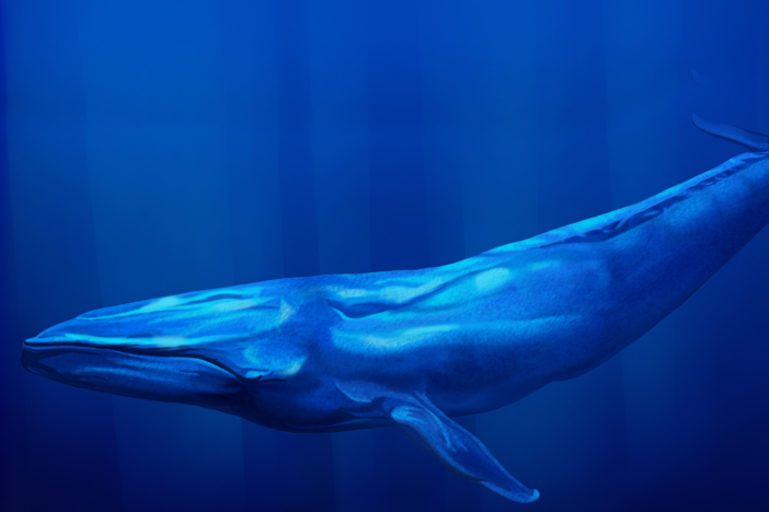 Why Don't Big Animals Get More Cancer?: asset-mezzanine-16x9
