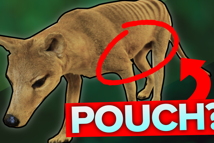 The Strange Evolutionary Story of the Thylacine: asset-mezzanine-16x9