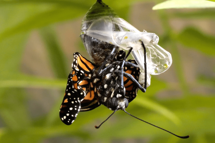 This Nasty Parasite Is Ruining Monarch Butterfly Wings: asset-mezzanine-16x9