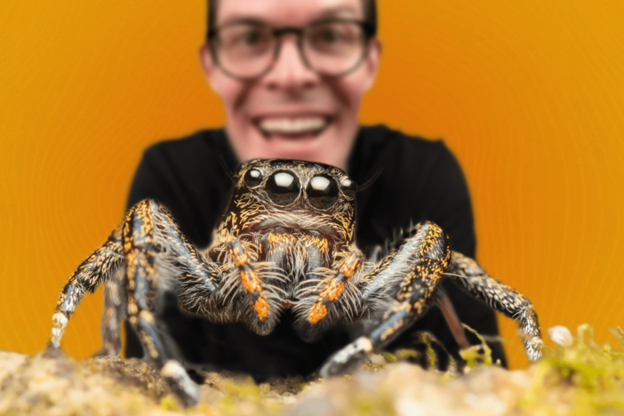 Why 8 Eyes Are Better Than 2 (…If You're a Spider): asset-mezzanine-16x9