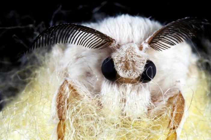 Silkworms Spin Cocoons That Spell Their Own Doom: asset-mezzanine-16x9
