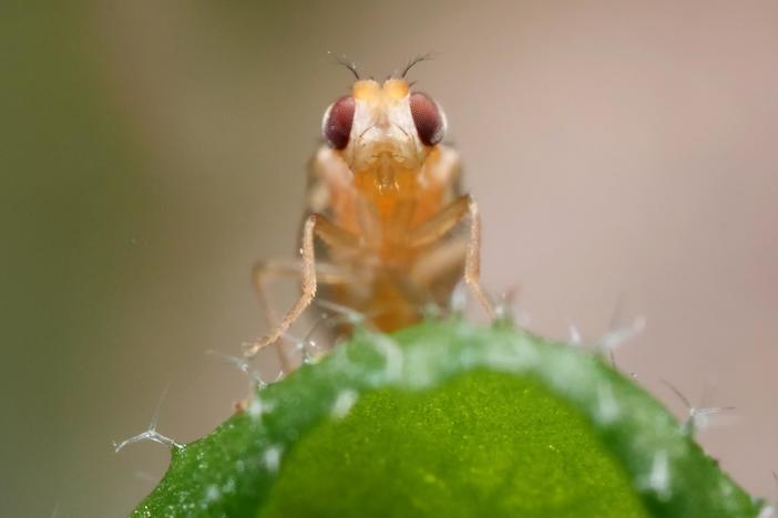 Leaf Miner Fly Babies Scribble All Over Your Salad: asset-mezzanine-16x9