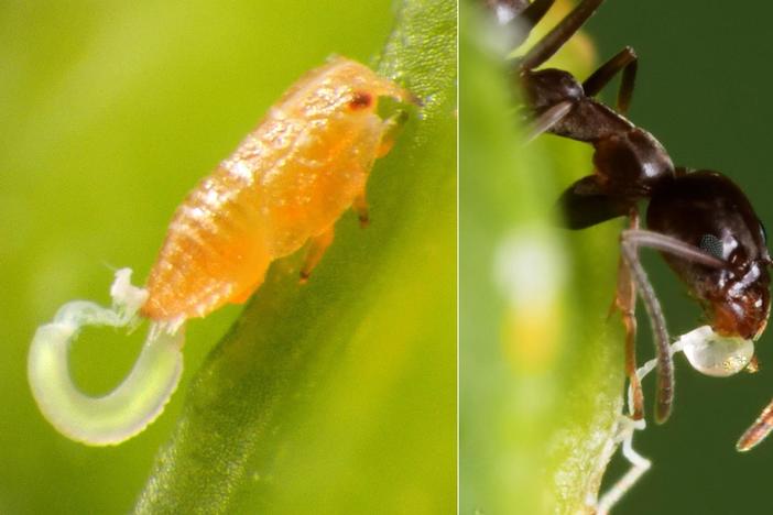 Citrus Psyllids Bribe Ants With Strings Of Candy Poop: asset-mezzanine-16x9