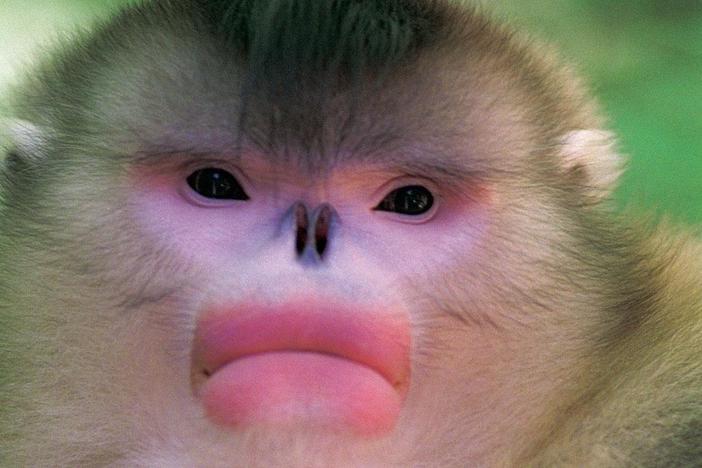 Mystery Monkeys of Shangri-La: asset-mezzanine-16x9