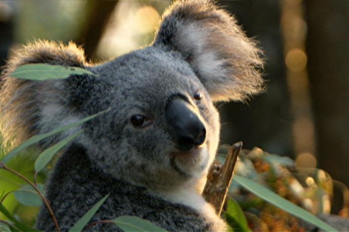 Cracking the Koala Code: asset-mezzanine-16x9