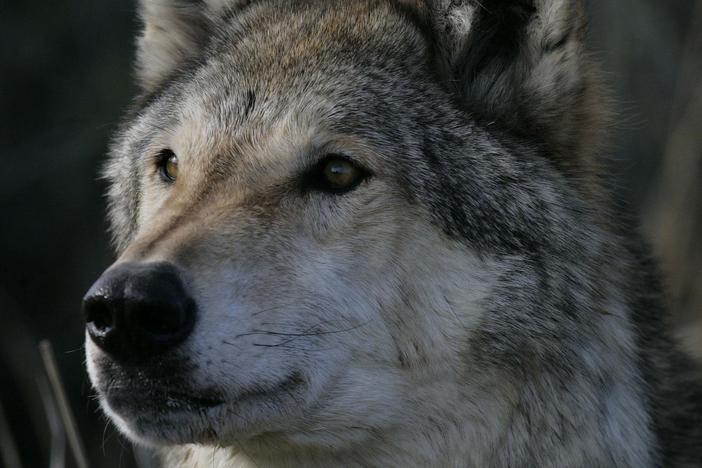 The Wolf That Changed America: asset-mezzanine-16x9