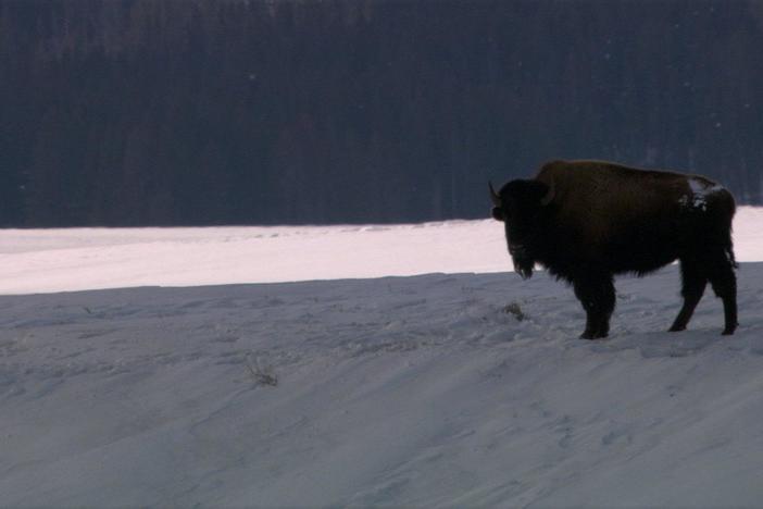 Christmas in Yellowstone: asset-mezzanine-16x9
