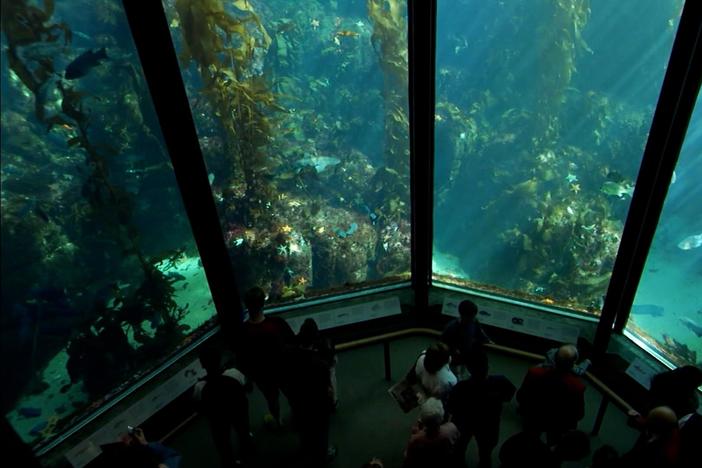 OCEANS IN GLASS: BTS of the Monterey Bay Aquarium: asset-mezzanine-16x9