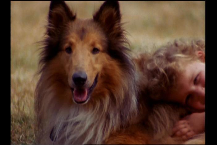 Extraordinary Dogs: asset-mezzanine-16x9