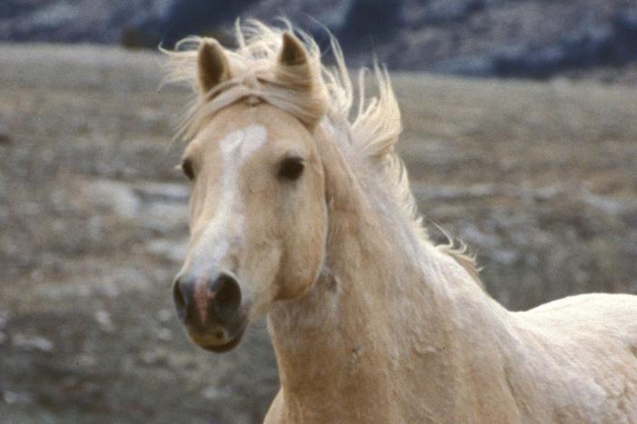 Cloud's Legacy: The Wild Stallion Returns: asset-mezzanine-16x9
