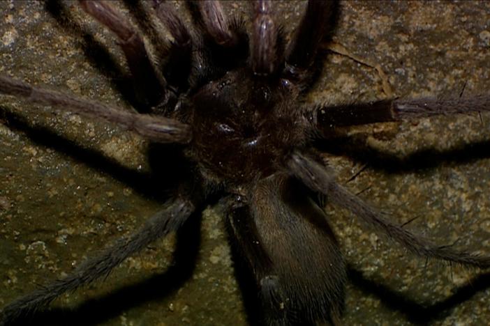 True Adventures of the Ultimate Spider Hunter: asset-mezzanine-16x9