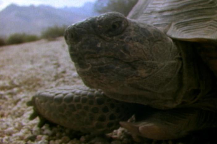The Reptiles: Turtles and Tortoises: asset-mezzanine-16x9
