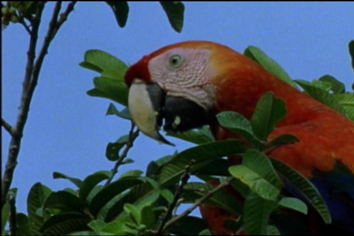 The Real Macaw: asset-mezzanine-16x9