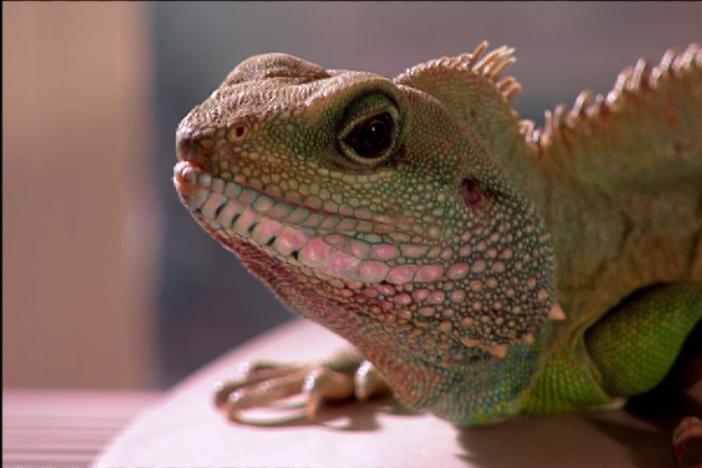 The Reptiles - Lizards: asset-mezzanine-16x9