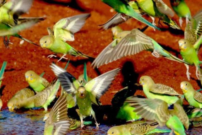 Parrots in the Land of Oz: asset-mezzanine-16x9