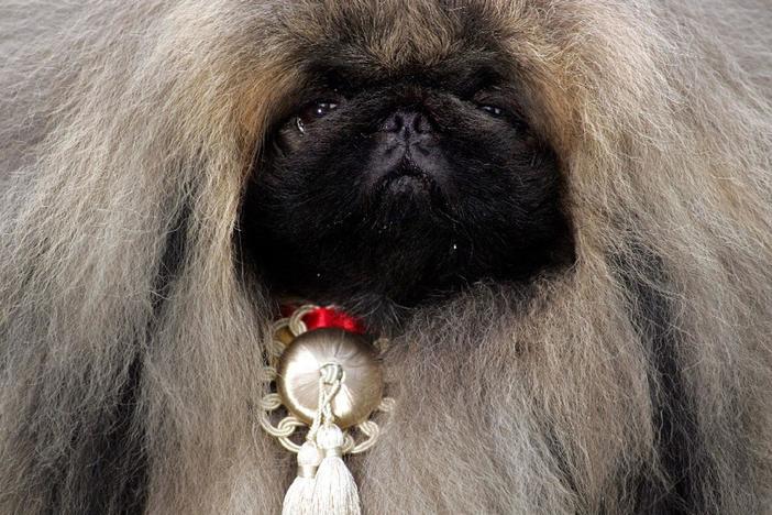 Dogs That Changed the World: Dogs By Design: asset-mezzanine-16x9