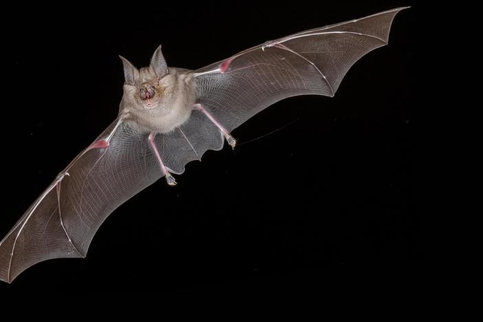 Bat Superpowers: asset-mezzanine-16x9