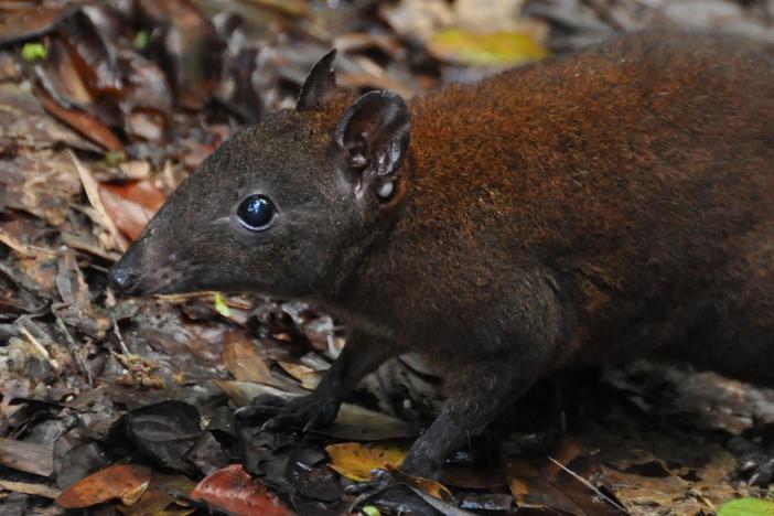 Australia's First 4 Billion Years: Strange Creatures: asset-mezzanine-16x9