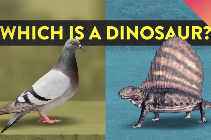 What Is A Dinosaur And What Isn’t a Dinosaur?: asset-mezzanine-16x9