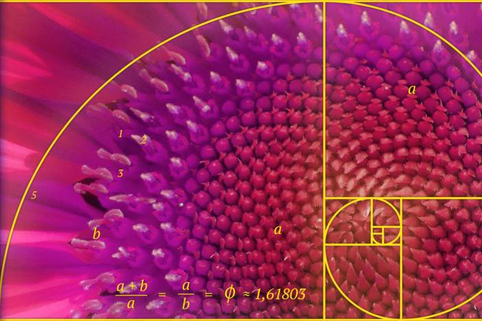The Golden Ratio: Is It Myth or Math?: asset-mezzanine-16x9