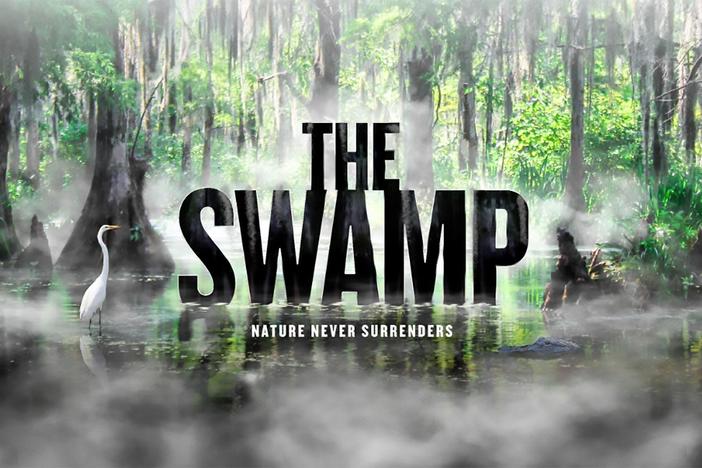 The Swamp: asset-mezzanine-16x9