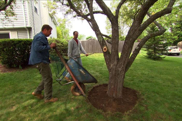 Ask This Old House | New Switch, Tree Care: asset-mezzanine-16x9
