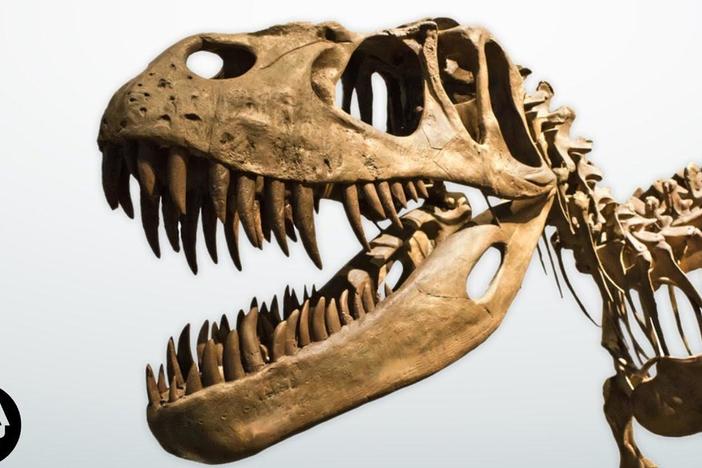 Dissecting a Dinosaur Brain (sort of): asset-mezzanine-16x9