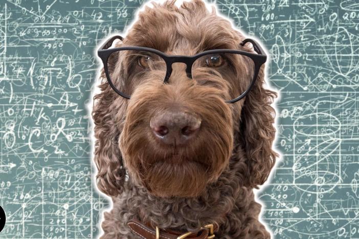 How Smart Is Your Dog: asset-mezzanine-16x9