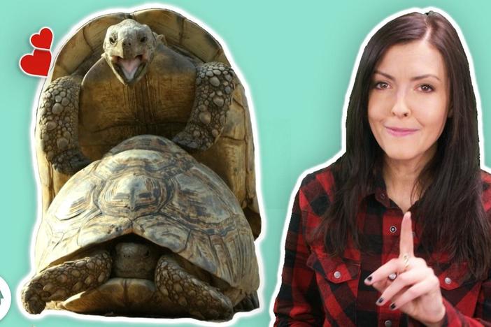 Valentine's Day Tips From the Animal World!: asset-mezzanine-16x9