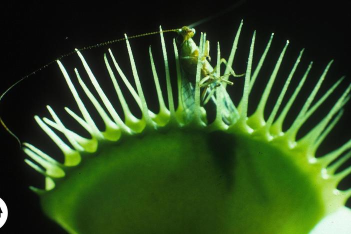 A Venus Flytrap Works Just Like Your Brain: asset-mezzanine-16x9