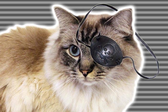 What Cats Taught Us About Perception: asset-mezzanine-16x9