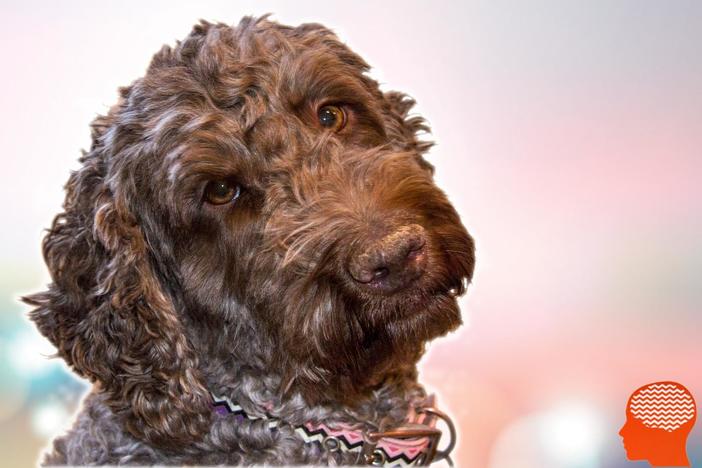 Do Dogs Really Miss Us?: asset-mezzanine-16x9