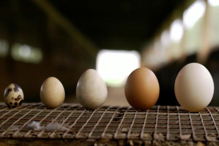 Eggs A Dozen Ways: asset-mezzanine-16x9