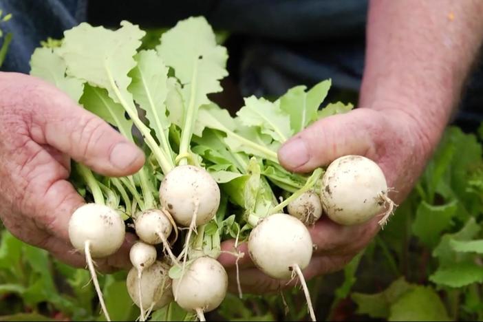 Turnips: The Roots: asset-mezzanine-16x9