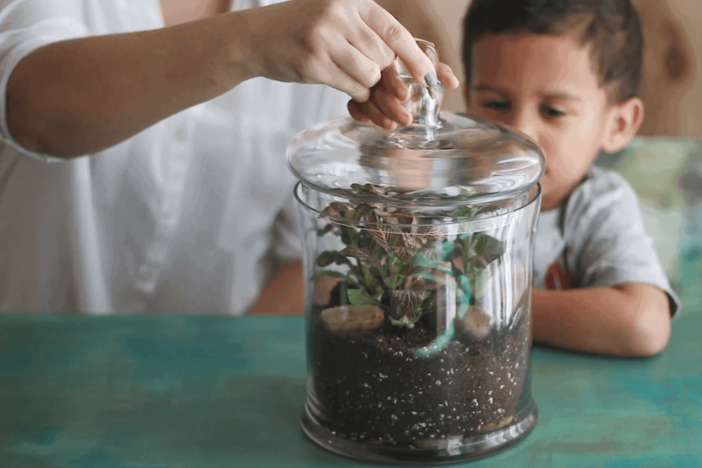 Plant a Terrarium: asset-mezzanine-16x9