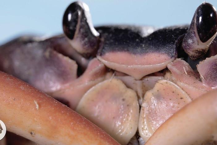 Whack! Jab! Crack! It's a Blackback Land Crab Smackdown: asset-mezzanine-16x9