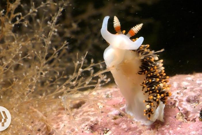 This Adorable Sea Slug is a Sneaky Little Thief: asset-mezzanine-16x9